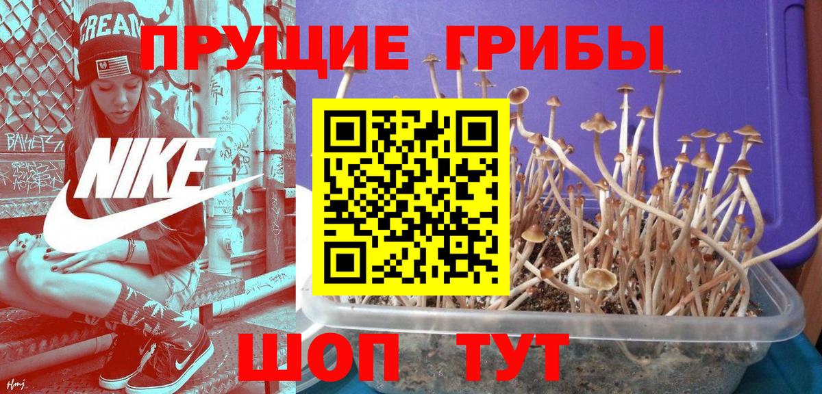 Псилоцибиновые грибы ЛСД  закладка  Янаул  Вход с VPN 